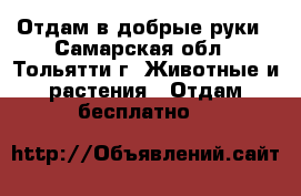 Отдам в добрые руки - Самарская обл., Тольятти г. Животные и растения » Отдам бесплатно   